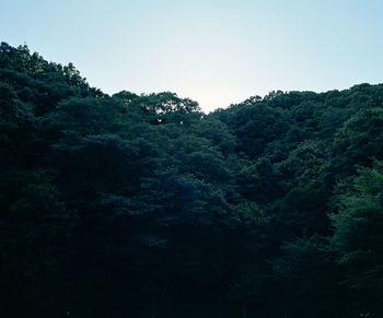Trees in forest against clear sky