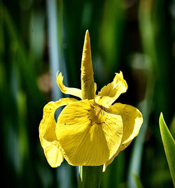 Close-up of red flower