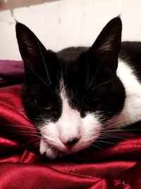 Close-up portrait of cat relaxing on bed at home