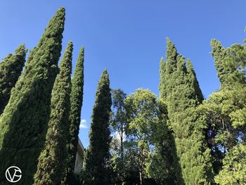 Low angle view of succulent plants against clear blue sky