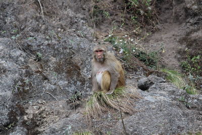 Lion sitting on rock