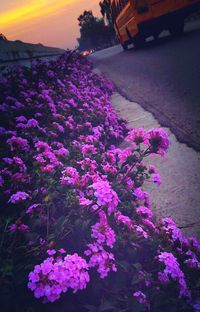 Close-up of purple flowers