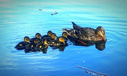 View of birds in water