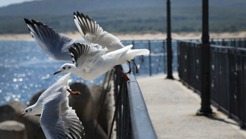 Seagulls flying over the sea