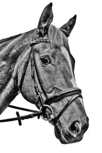 Close-up of horse against white background