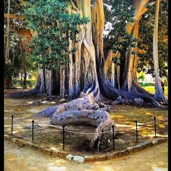 View of tree trunk