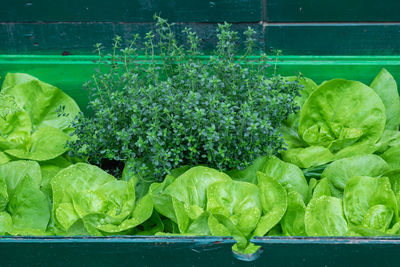 Close-up of vegetables in market