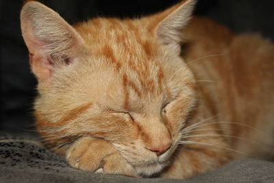 Close-up of cat sleeping