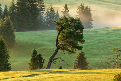 Digital composite image of pine trees on field
