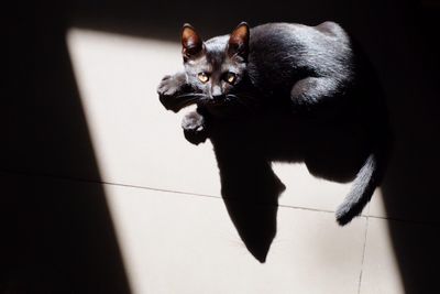 Portrait of cat sitting on floor