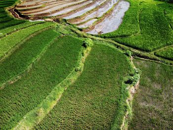Aerial panorama of agrarian rice fields landscape like a terraced rice fields ubud bali indonesia