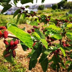 Close-up of berries growing on tree