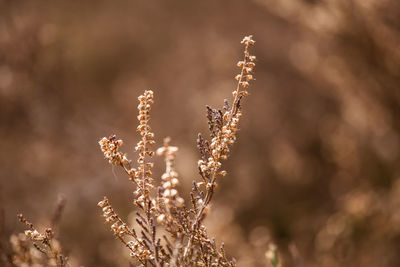 Close-up of flowering plant against blurred background