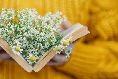 Close-up of white daisy flowers on table