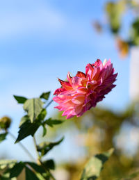 Close-up of fresh pink flowers blooming against sky