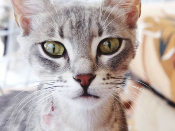 Close-up portrait of cat