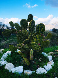 Cactus growing on field against sky