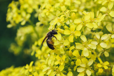 Close-up of bee pollinating on yellow flower