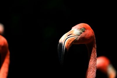 Close-up portrait of a pink flamingo 