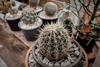 High angle view of succulent plant in pot