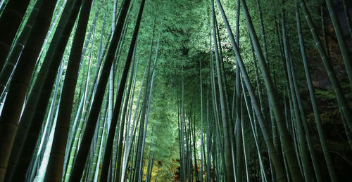 Low angle view of bamboo trees in forest