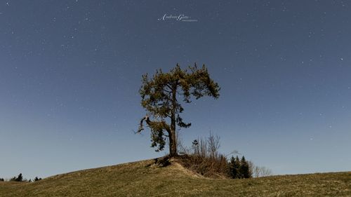 Trees on field against clear sky at night