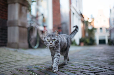 Portrait of cat walking on footpath