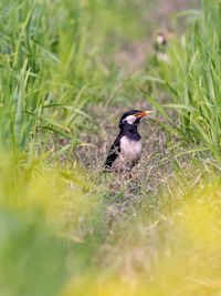 Close-up of bird perching on grass