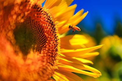 Close-up of bee pollinating on sunflower