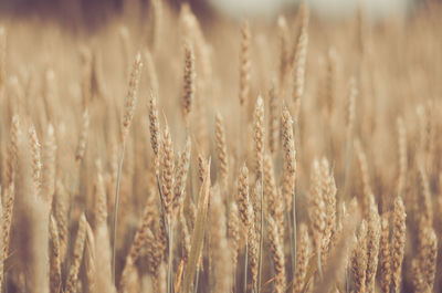 Close-up of stalks in field