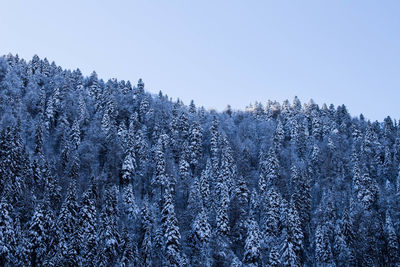 Low angle view of pine trees against clear sky during winter 