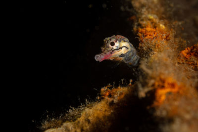 Close-up of fish swimming in sea