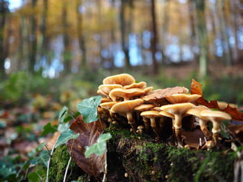 Close-up of mushrooms on tree in forest