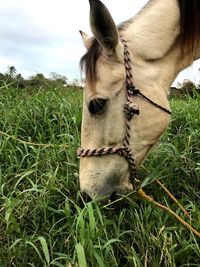 Close-up of horse on field against sky