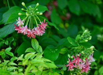 Close-up of pink flowers blooming in park