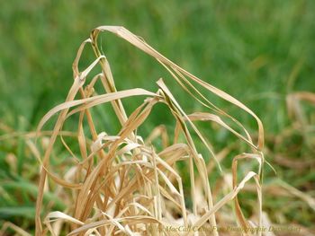 Close-up of fresh green grass