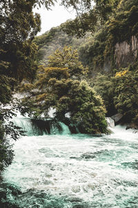 Scenic view of waterfall in forest