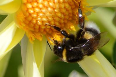 Close-up of bee pollinating on flower