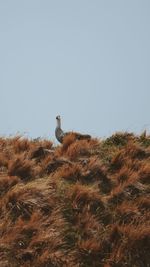 Low angle view of bird perching on a land