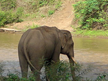 Elephant standing on riverbank