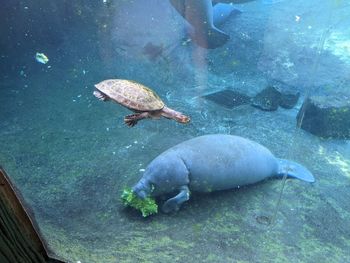 Manatee feeding time at zoo tampa, tampa fl