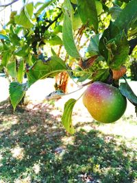 Close-up of fruits hanging on tree