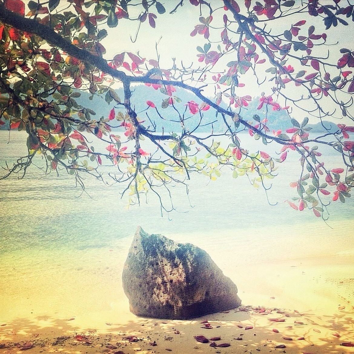 sea, beach, water, rock - object, shore, tranquility, tranquil scene, beauty in nature, nature, scenics, sand, tree, rock formation, sky, horizon over water, rock, day, branch, outdoors, idyllic