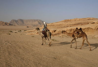 Rear view of man riding camels on desert landscape against sky