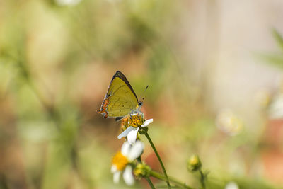 Close-up of golden sapphire butterfly pollinating on flower