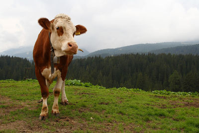 Portrait of cow standing on field against sky