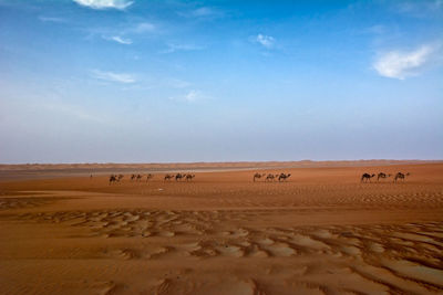 Camels walking on desert against sky