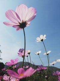 Close-up of pink cosmos flowers against clear sky