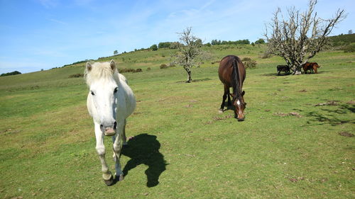 Horse grazing in field