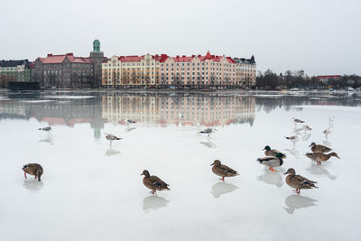 View of birds in lake during winter